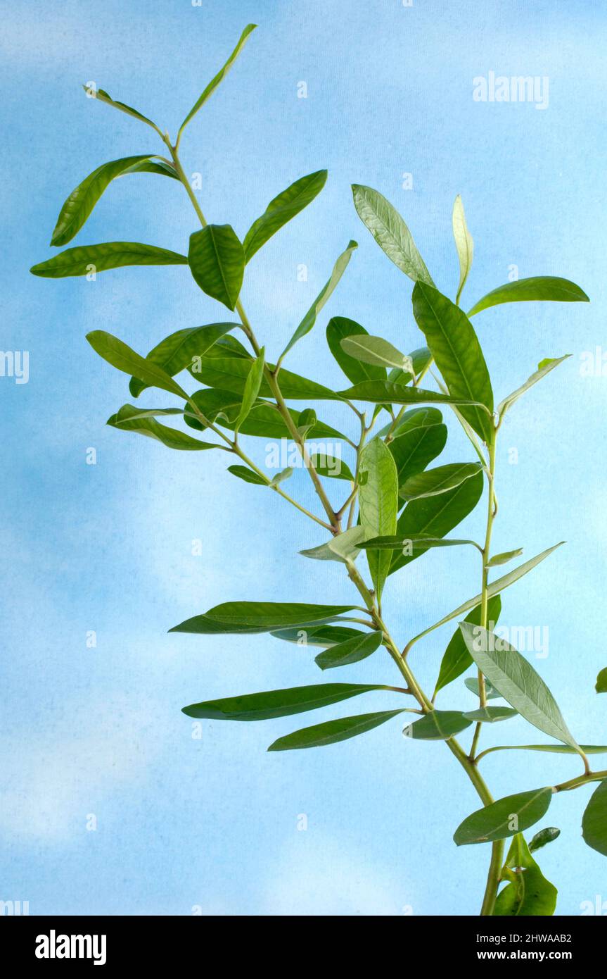 Yerba mate, thé du Paraguay (Ilex paraguariensis, Ilex paraguayensis), branche contre ciel bleu Banque D'Images