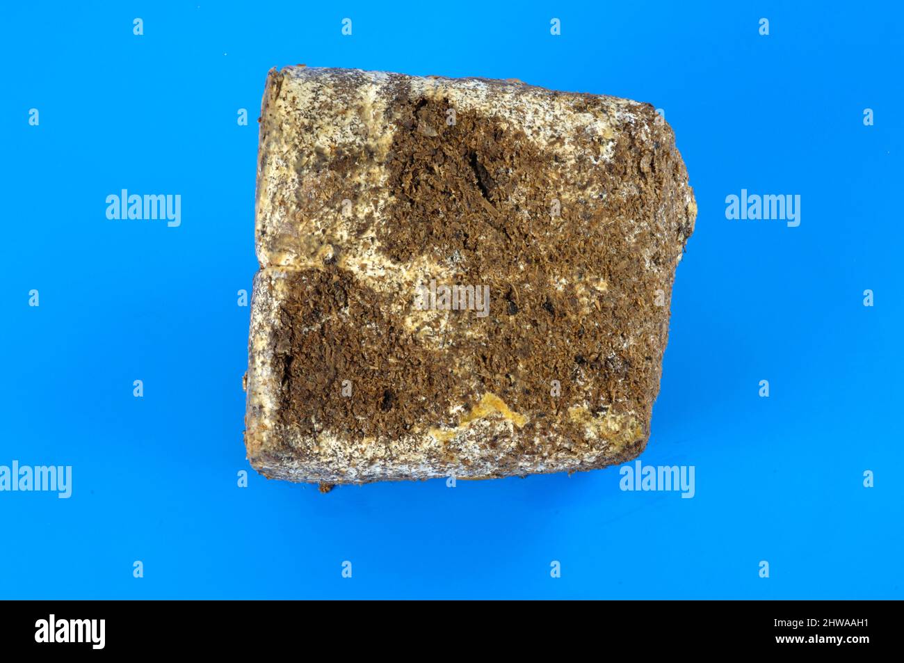 Oreille de gelée, champignon d'oreille de bois, champignon d'oreille, champignon Mu-err ou oreille de juif (Auricularia auricula-judae, Hirneola auricula-judae, Auricularia auricula, Banque D'Images