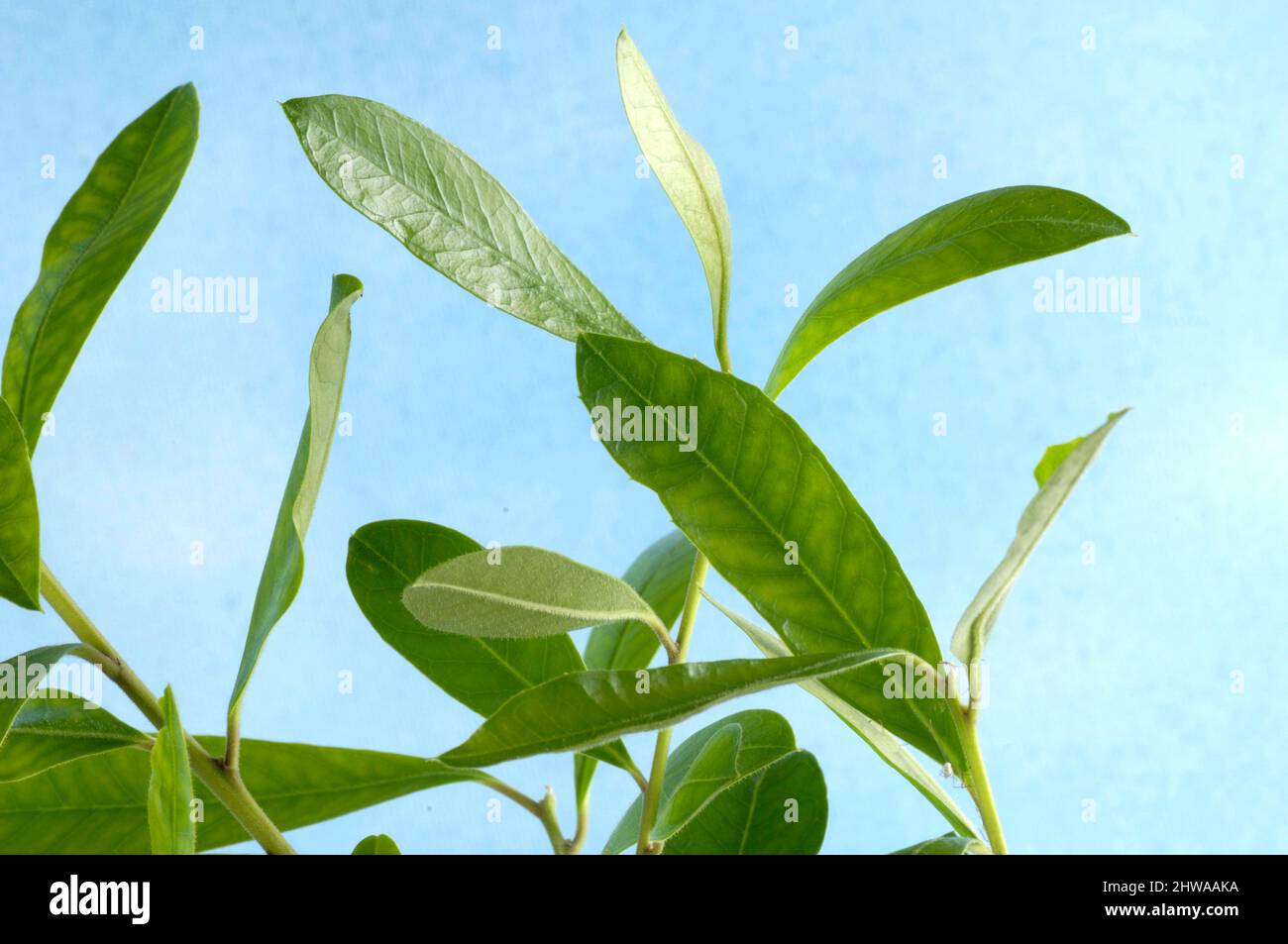 Yerba mate, thé du Paraguay (Ilex paraguariensis, Ilex paraguayensis), branche contre ciel bleu Banque D'Images