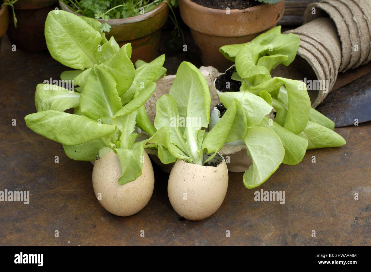 laitue de jardin (Lactuca sativa), laitue dans les coquilles d'aubergines Banque D'Images