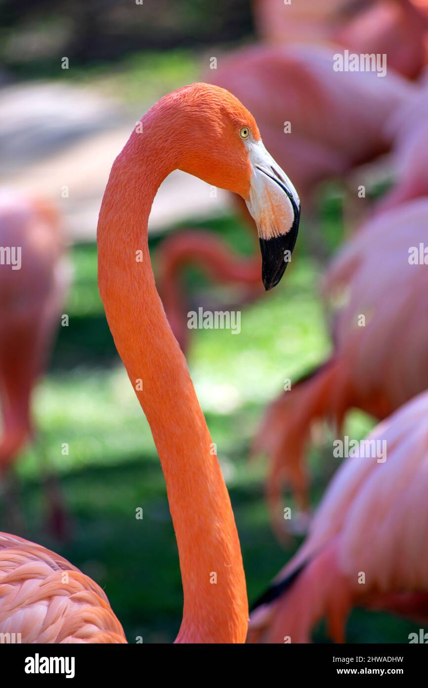 Flamingo Portrait, oiseaux à longues pattes qui sont habituellement couverts de plumes roses brillantes. Le nom vient du portugais ou espagnol flamengo. Banque D'Images