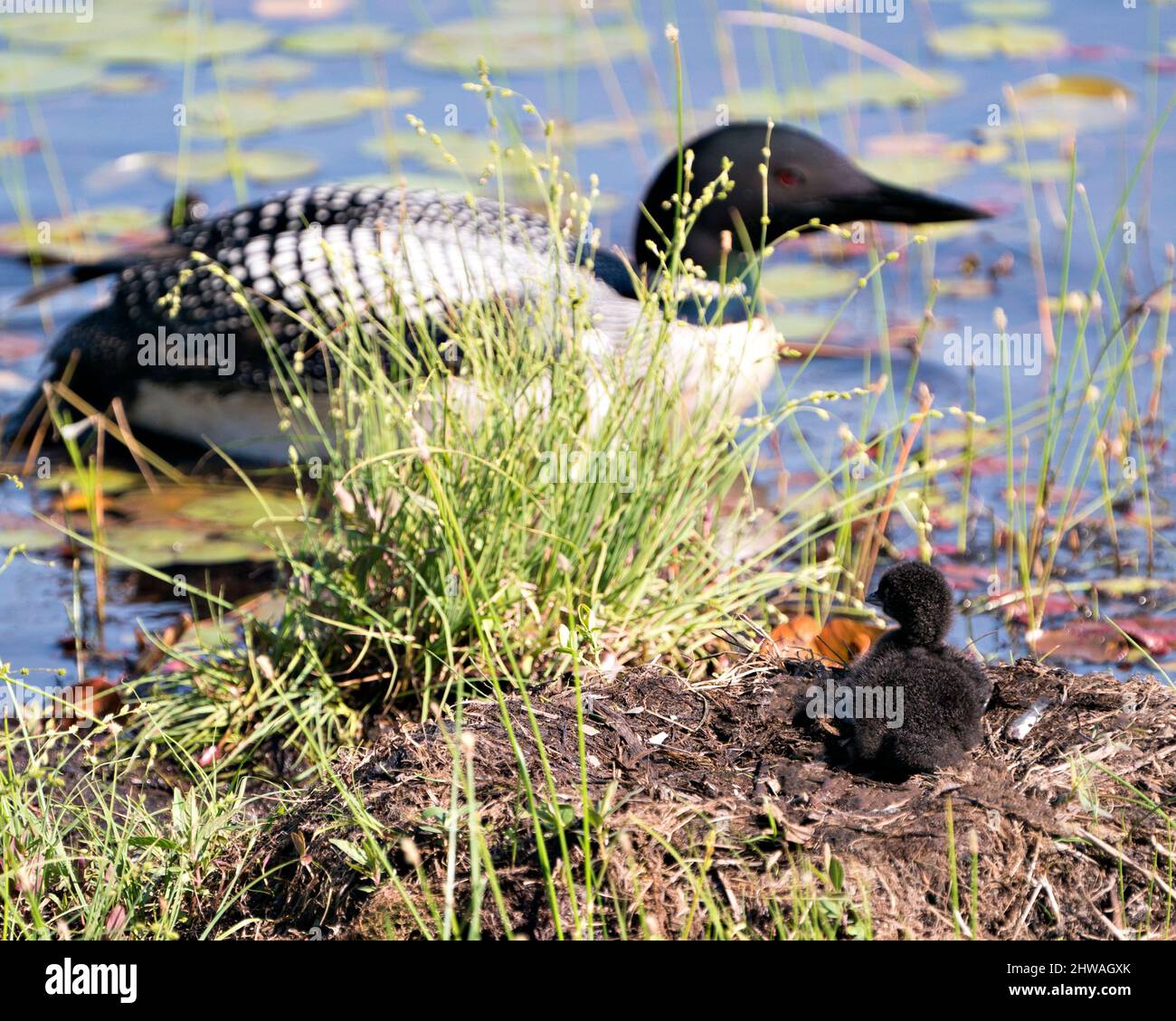 Loon commun protéger et prendre soin de son bébé poussin sur le nid environ quelques heures après l'éclosion dans leur environnement et leur habitat humide. Loon Banque D'Images Loon commun protéger et prendre soin de son bébé poussin sur le nid environ quelques heures après l'éclosion dans leur environnement et leur habitat humide. Loon Banque D'Images
