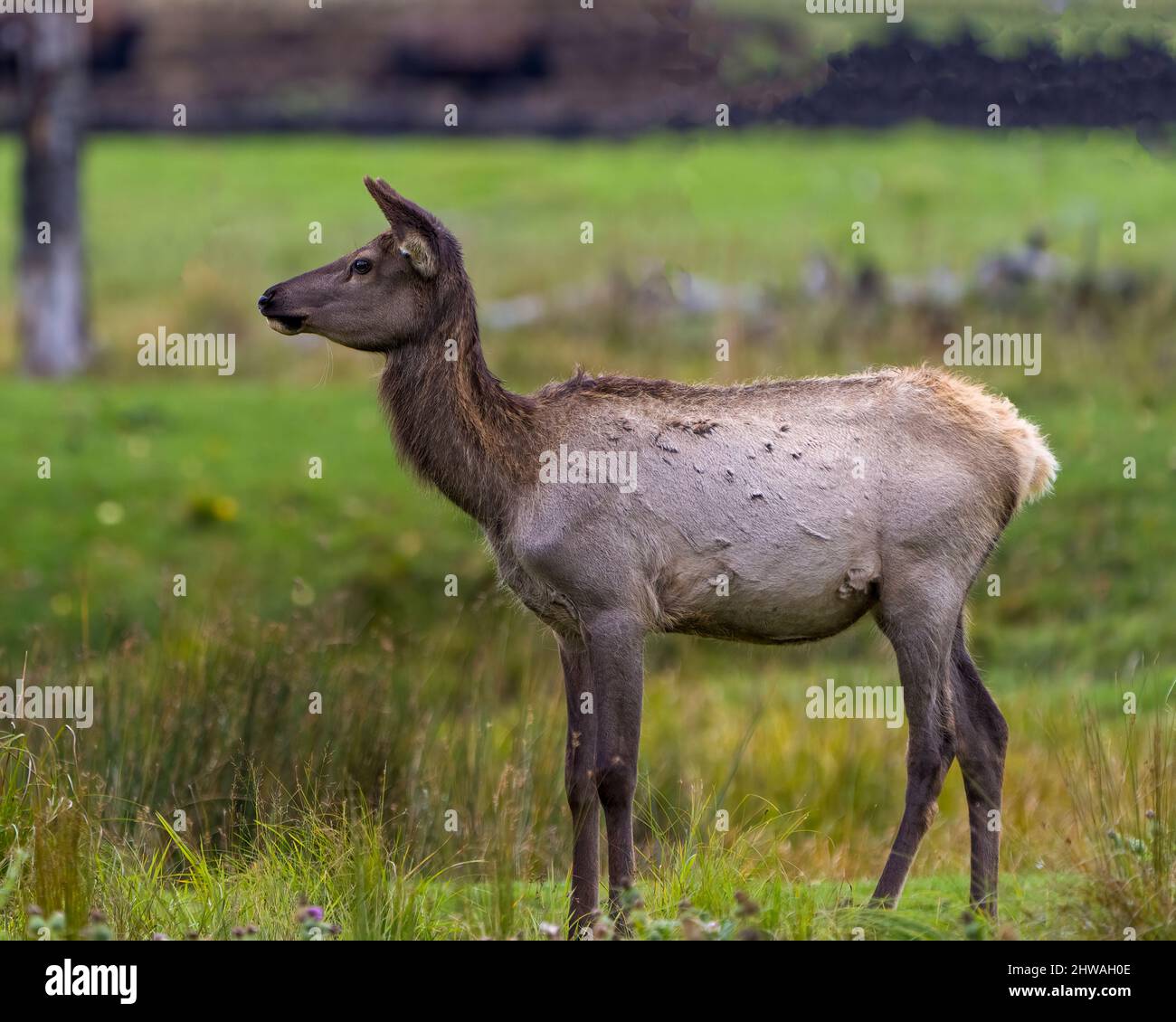 La femelle de wapiti a un profil de côté en gros plan marchant dans le champ avec un arrière-plan flou dans son environnement et son habitat environnant. Red Deer photo. Banque D'Images