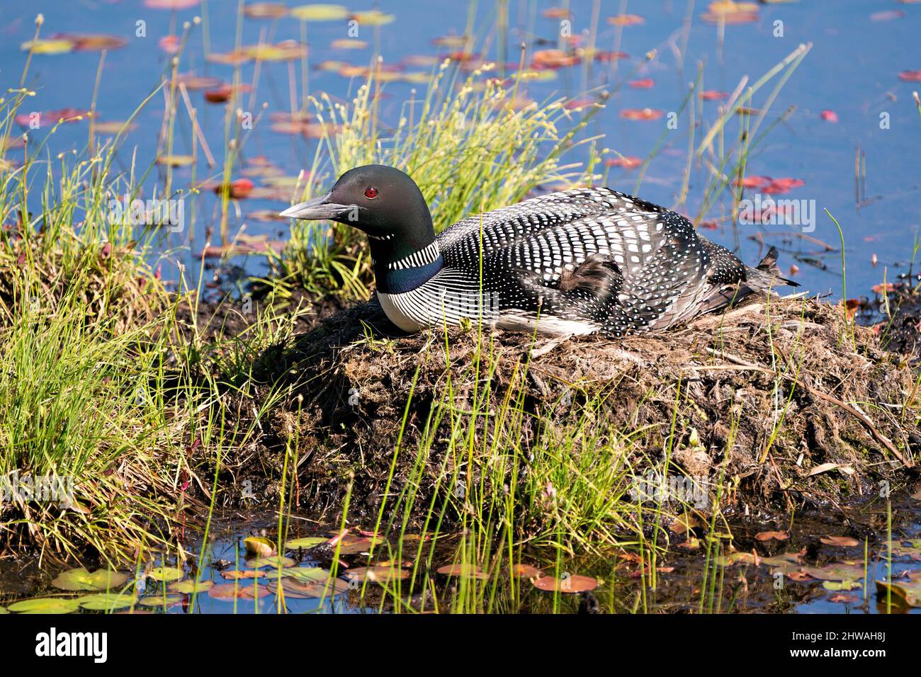 Le Loon commun se repose et garde le nid dans l'eau du marais avec un fond flou dans son environnement et son habitat environnant. Image Loon. Image. Banque D'Images Le Loon commun se repose et garde le nid dans l'eau du marais avec un fond flou dans son environnement et son habitat environnant. Image Loon. Image. Banque D'Images