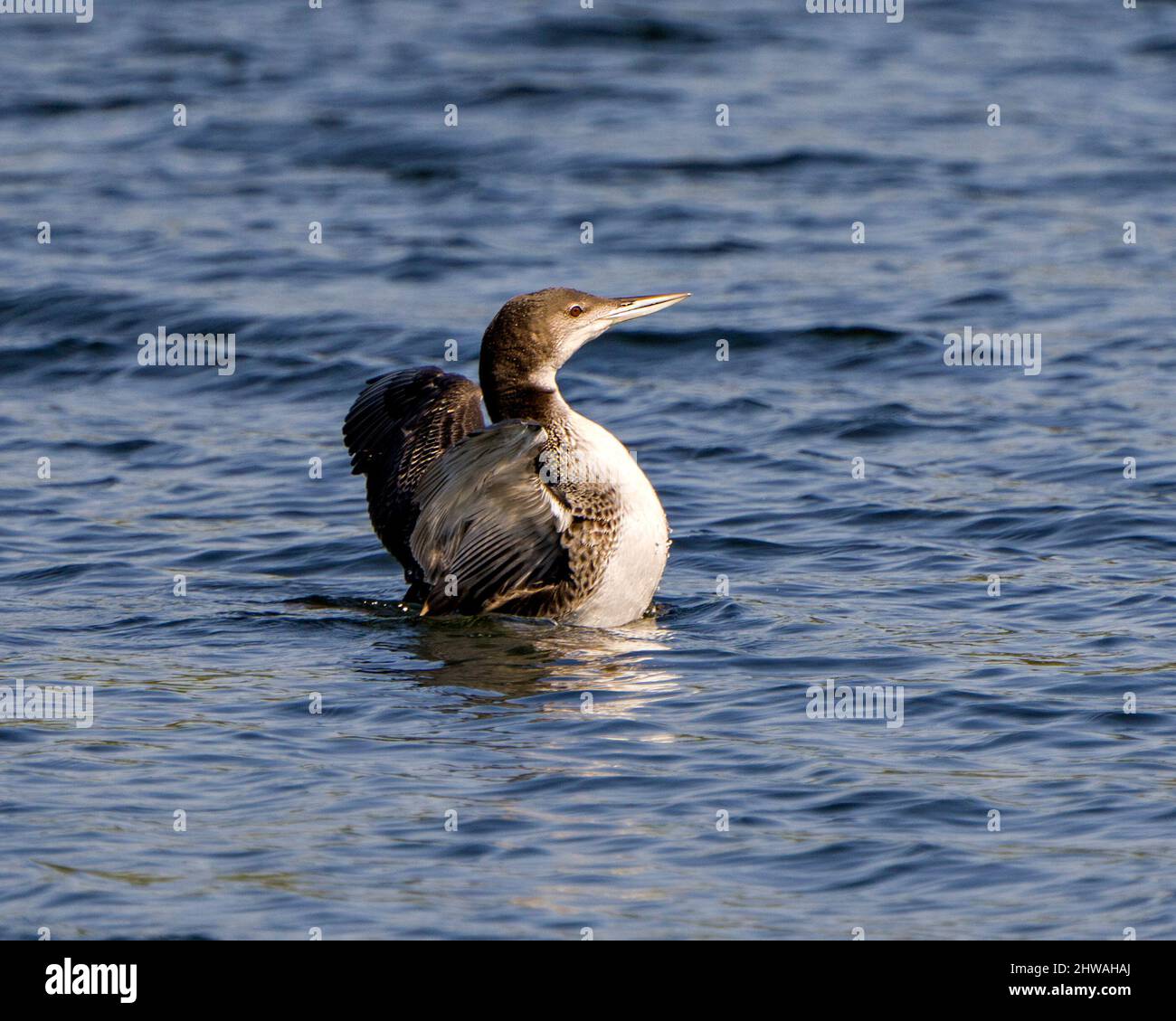 Loon commun huard juvénile avec ailes étalées dans sa phase de croissance nage dans son environnement et son habitat environnant. Image Loon. Portrait. Banque D'Images Loon commun huard juvénile avec ailes étalées dans sa phase de croissance nage dans son environnement et son habitat environnant. Image Loon. Portrait. Banque D'Images