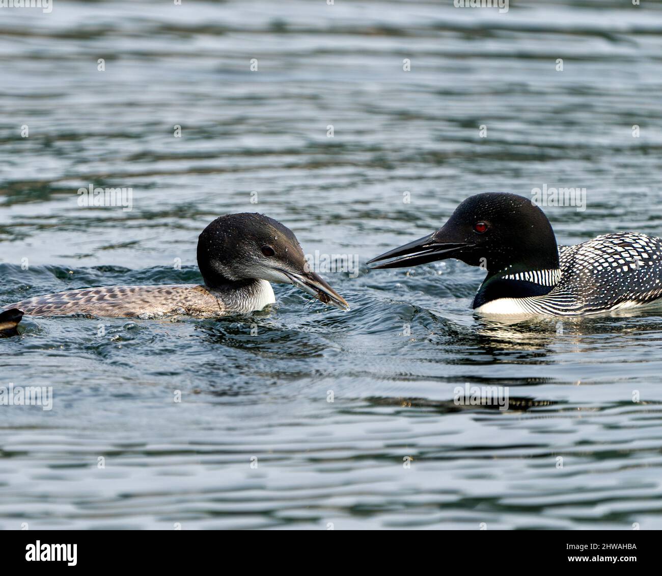 Loon commun nourrissant ses jeunes en phase de croissance dans leur environnement et leur habitat. Oiseau immature. Image Loon. Image. Portrait. Banque D'Images Loon commun nourrissant ses jeunes en phase de croissance dans leur environnement et leur habitat. Oiseau immature. Image Loon. Image. Portrait. Banque D'Images