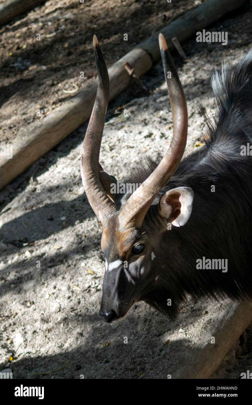 Le grand kudu mâle au zoo de Lisbonne au Portugal (Tragelaphus strepsiceros) est une antilope boisée qui se trouve dans toute l'Afrique orientale et australe. Banque D'Images