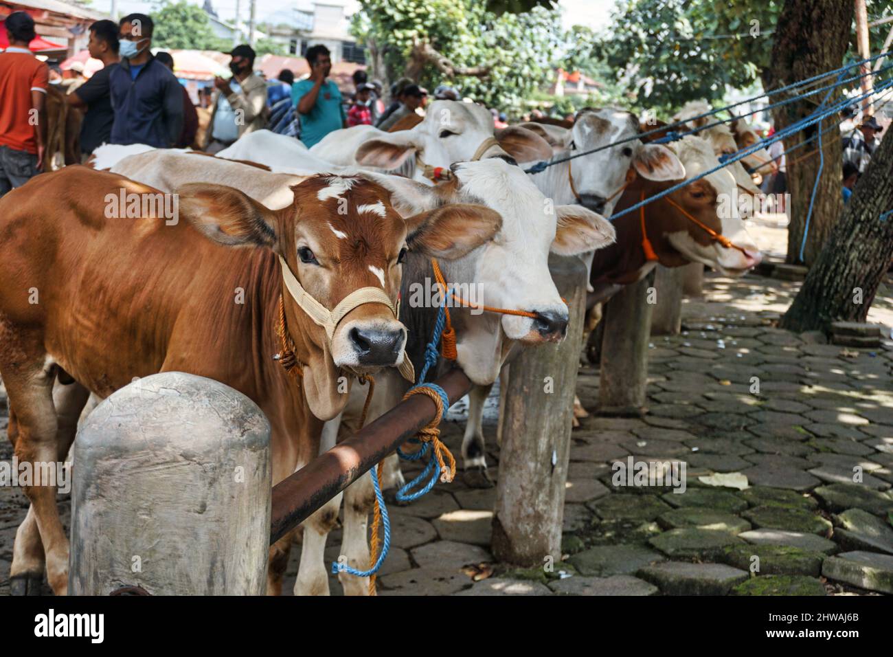 Les vaches étant vendues sur le marché du bétail devant Eid al-Adha Banque D'Images