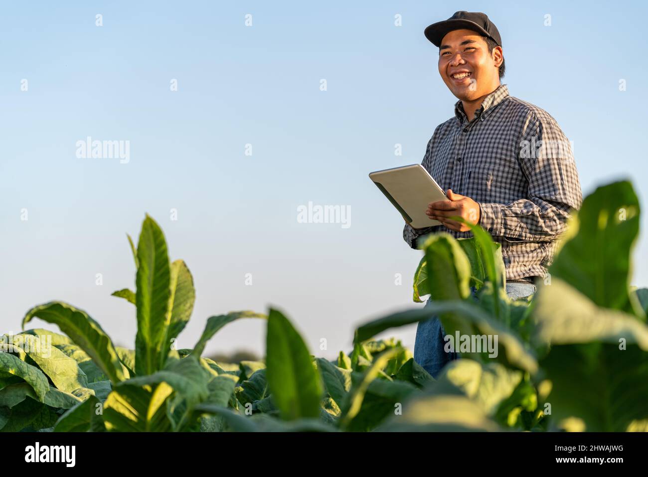 Heureux de l'agriculteur asiatique tenant une tablette dans une ferme de tabac. Concept d'utilisation de la technologie pour l'agriculture. Banque D'Images