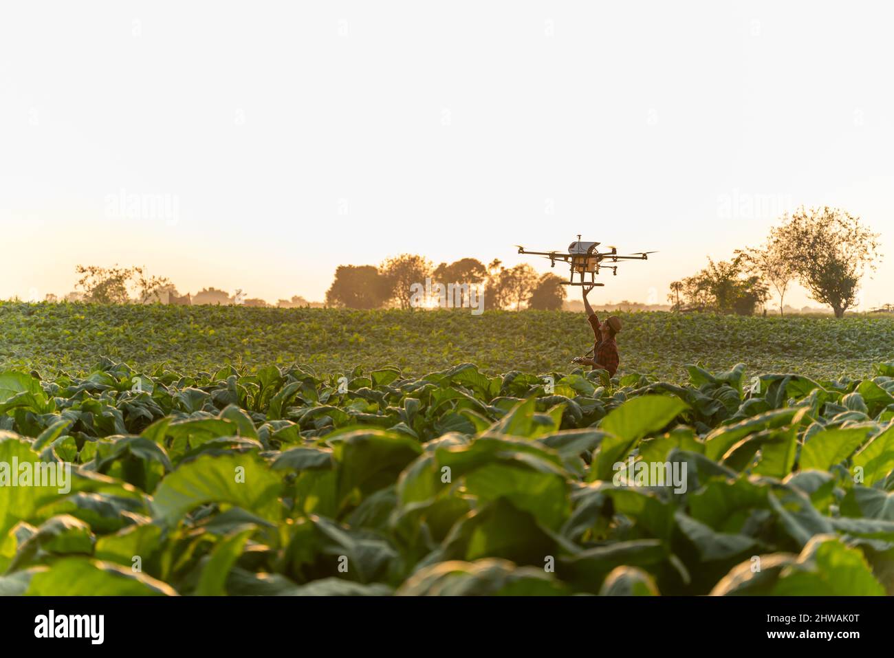 Agriculture drones voler, les agriculteurs lancent des drones pulvérisant des engrais hormonaux sur les champs de tabac. Banque D'Images