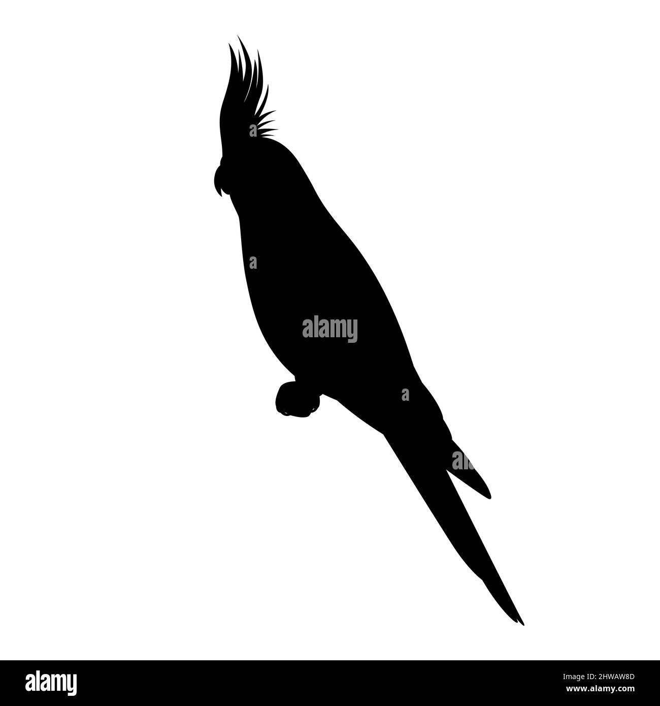 Silhouette d'oiseau de Cockatien. Illustration vectorielle d'une silhouette noire d'un perroquet de cocatier assis sur une branche isolée sur un fond blanc. Logo, s Illustration de Vecteur Silhouette d'oiseau de Cockatien. Illustration vectorielle d'une silhouette noire d'un perroquet de cocatier assis sur une branche isolée sur un fond blanc. Logo, s Illustration de Vecteur