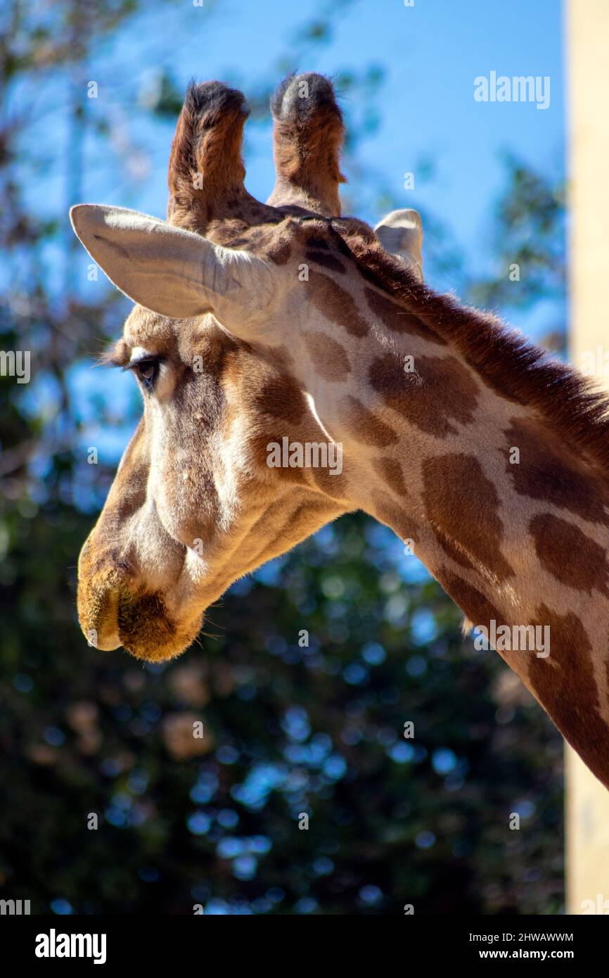 Girafe tête et cou un grand mammifère africain à capuche appartenant au genre Giraffa.Giraffe portrait. Le plus grand ruminant sur Terre. Banque D'Images