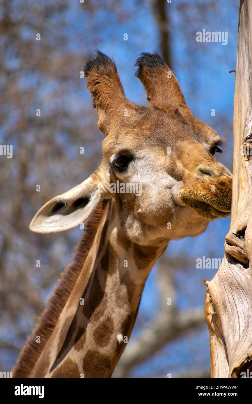 Girafe tête et cou un grand mammifère africain à capuche appartenant au genre Giraffa.Giraffe portrait. Le plus grand ruminant sur Terre. Banque D'Images