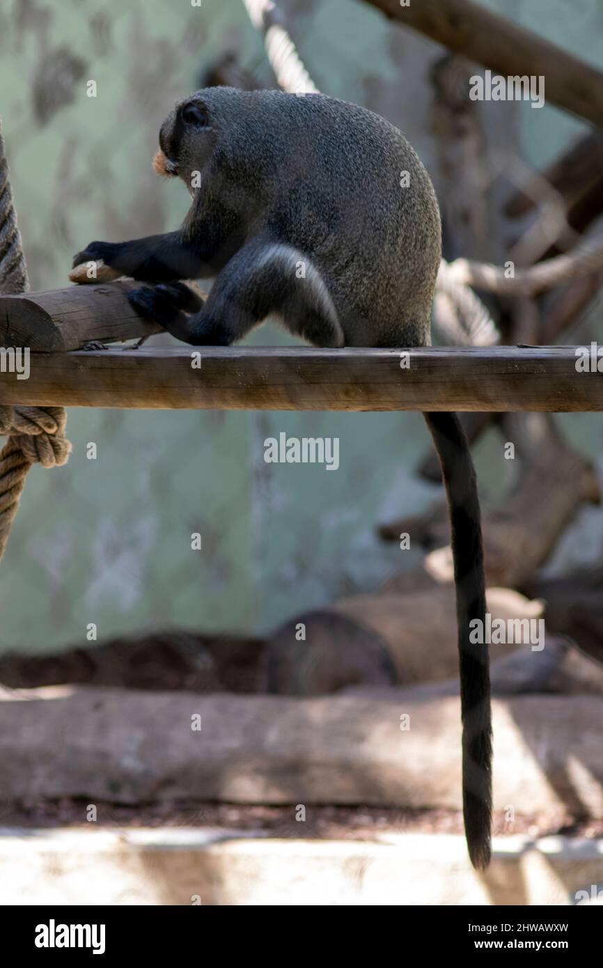 Le singe de Brazza (Cercopithecus negectus) est un singe de l'ancien monde endémique aux forêts riveraines et marécageuses d'Afrique centrale. Banque D'Images