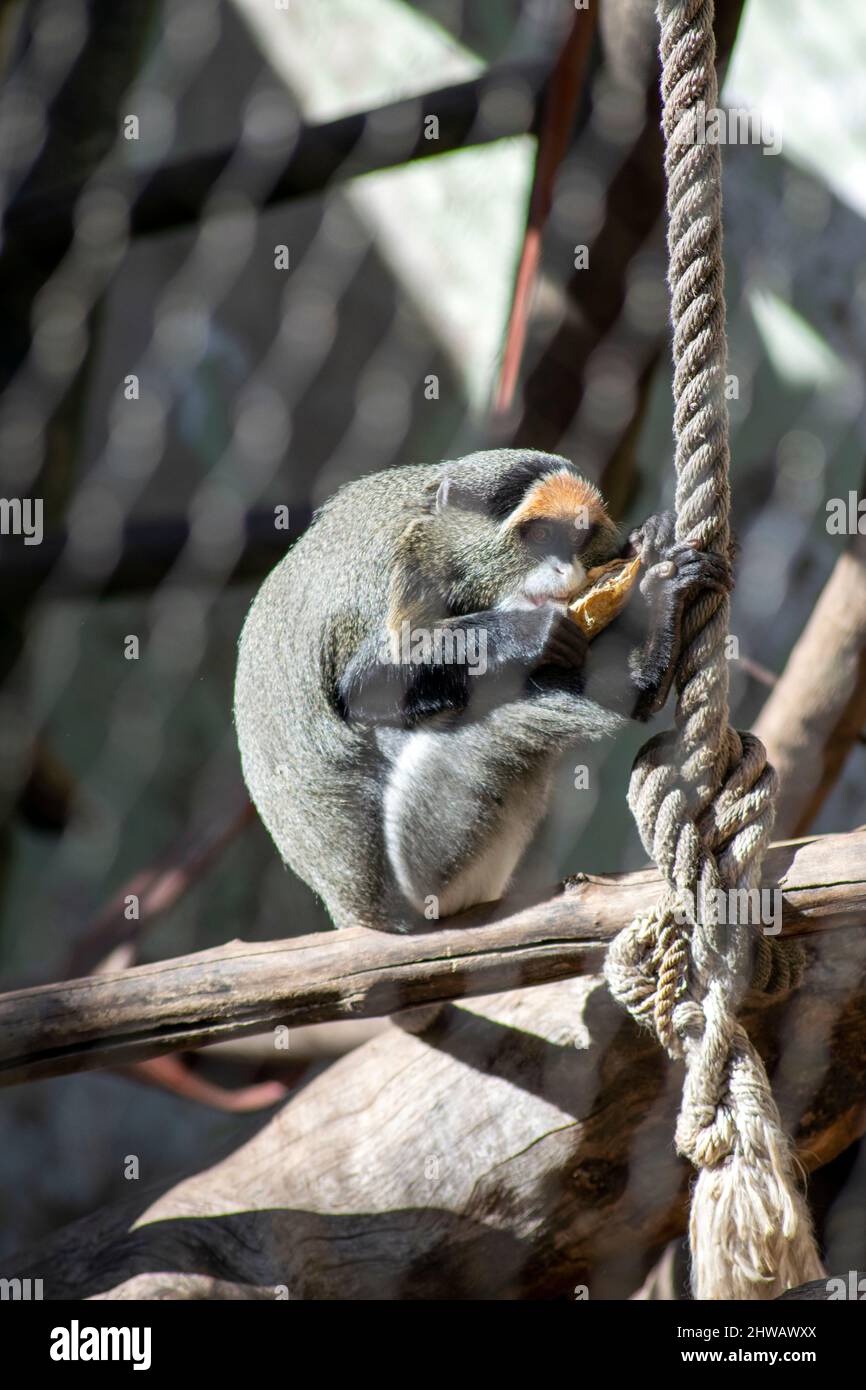Le singe de Brazza (Cercopithecus negectus) est un singe de l'ancien monde endémique aux forêts riveraines et marécageuses d'Afrique centrale. Banque D'Images