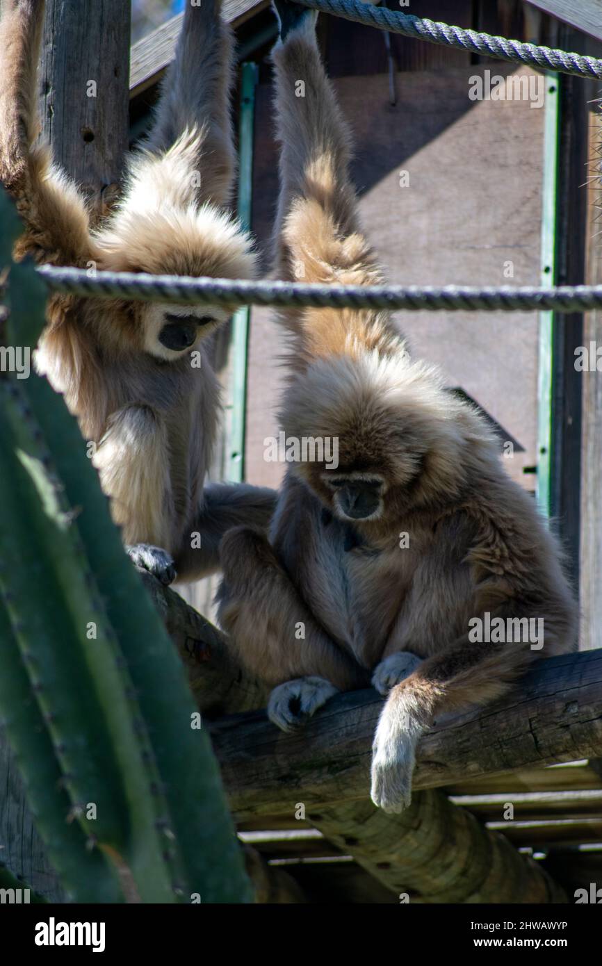 Le gibbon lar (Hylobates lar), également connu sous le nom de gibbon pour les mains blanches, est un primate en voie de disparition de la famille des gibbon, Hylobatidae. Paire Gibbon. Banque D'Images