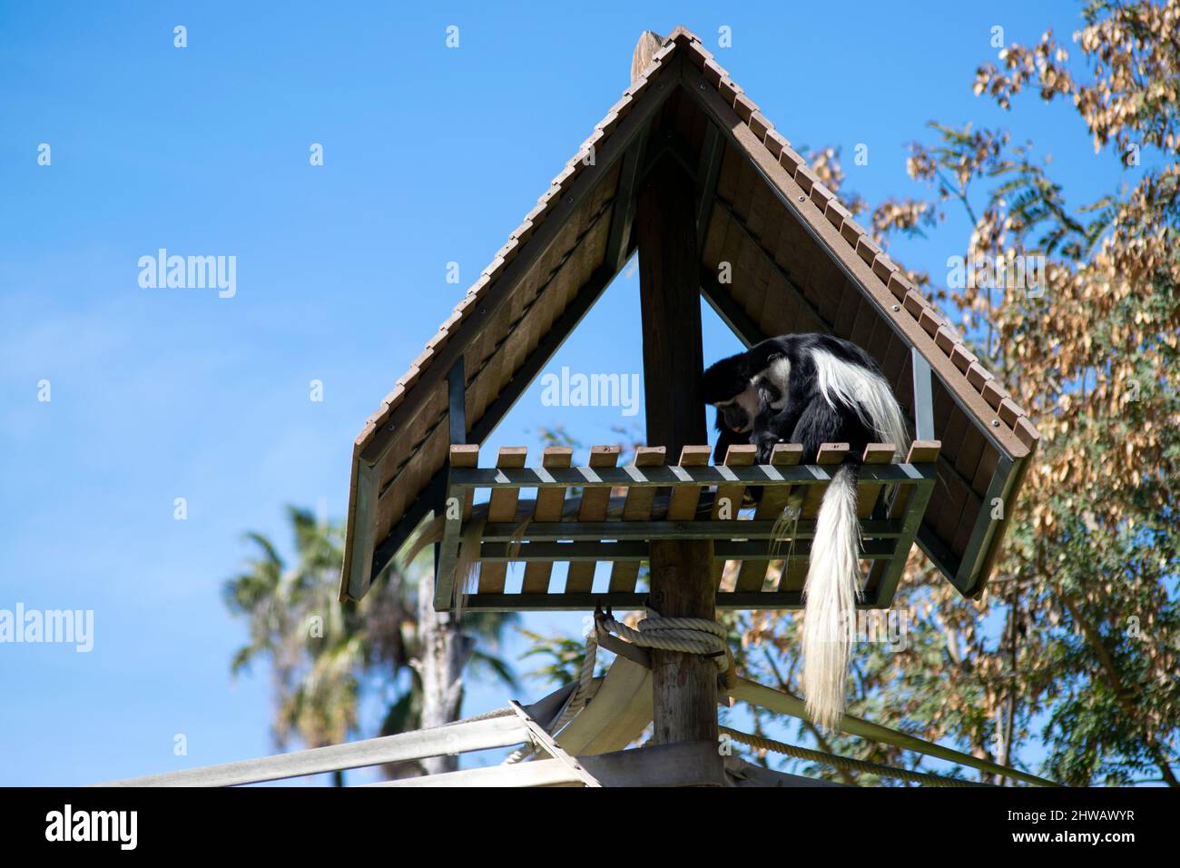 Guoreza (Colobus guereza), également connu sous le nom de Guoreza, colobus noir et blanc de l'est ou colobus noir et blanc de l'Abyssinian. Vieux monde. Banque D'Images