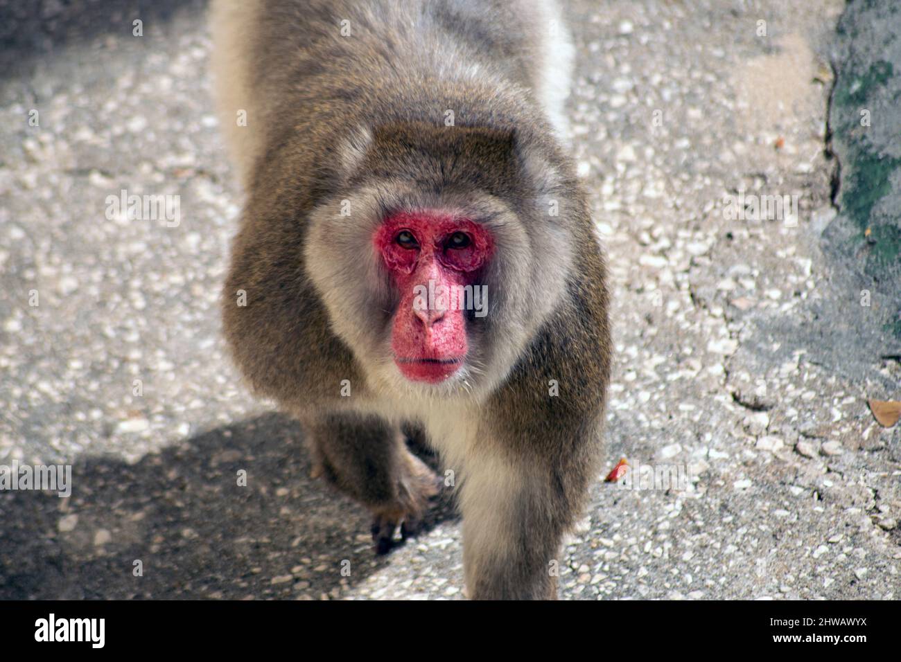 Un babouin de sexe masculin se renverse au photographe, un babouin curieux se renverse à un homme. Comportement et dominance territoriaux de babouin mâle alpha. Banque D'Images