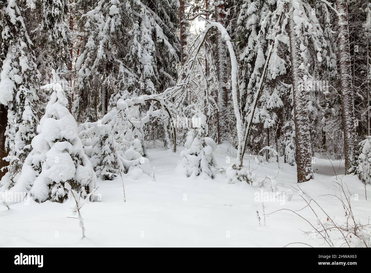 Jardin d'Ilya Repin, 'Penates', Repino, Saint-Pétersbourg, Russie. Banque D'Images