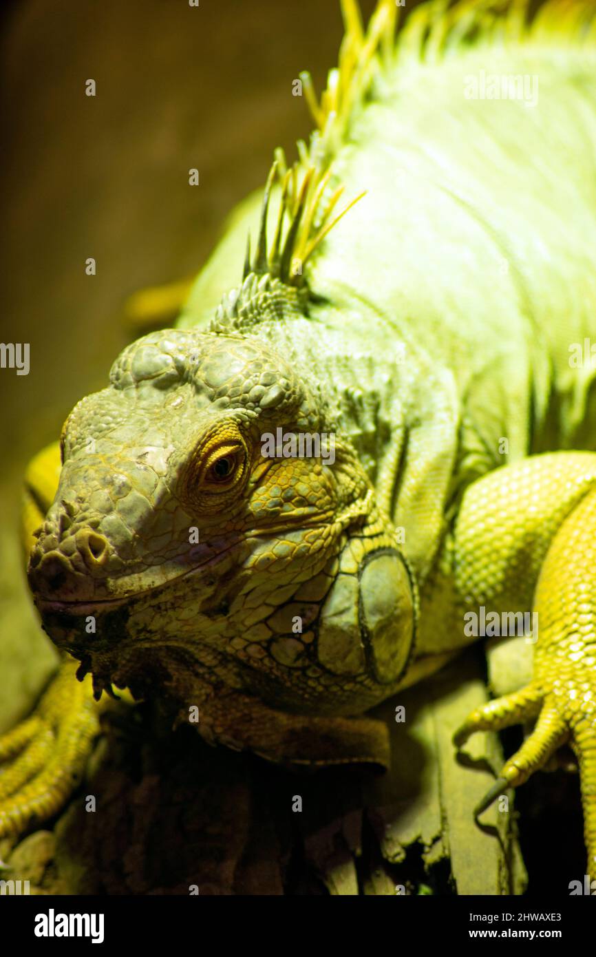 L'iguane verte (iguana iguana), également connue sous le nom d'iguane américaine ou d'iguane verte commune, est une grande espèce arboricole, surtout herbivore. Banque D'Images