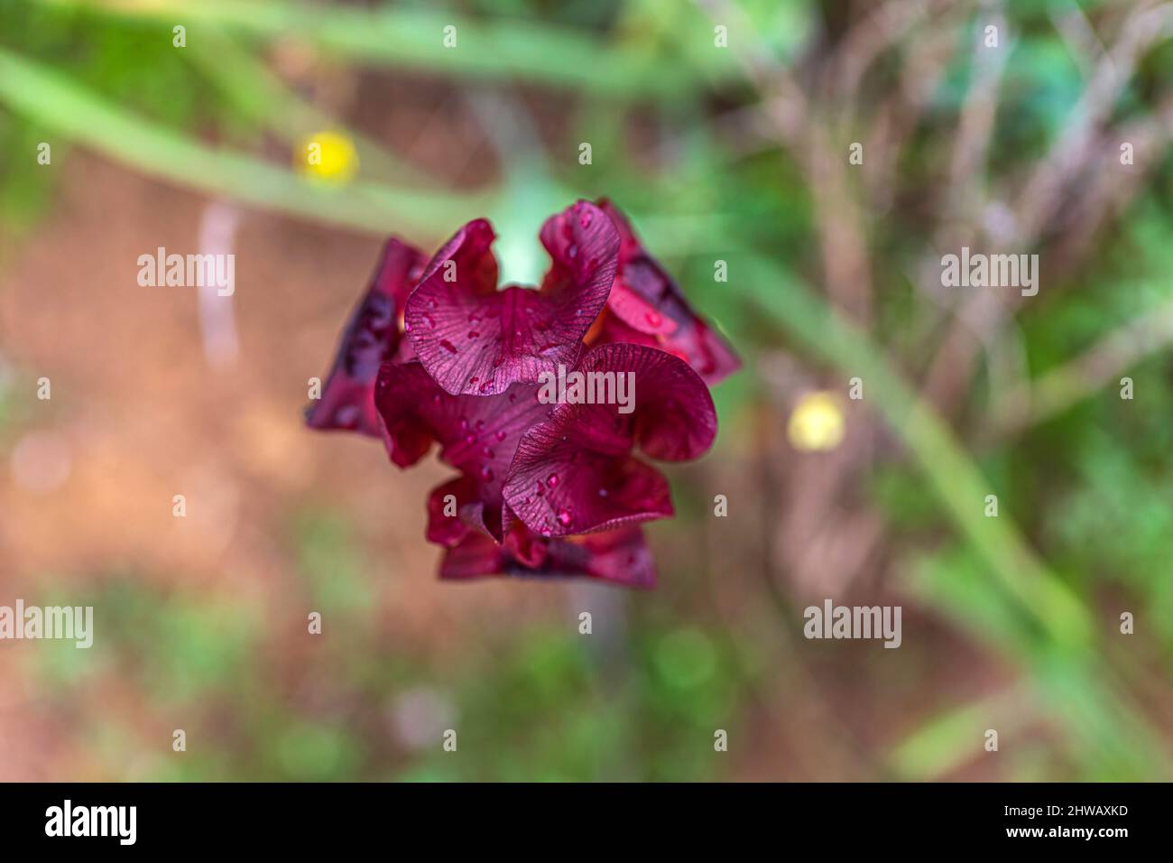 Fleur de l'iris violet sauvage gros plan sur un arrière-plan flou. Mise au point sélective Banque D'Images