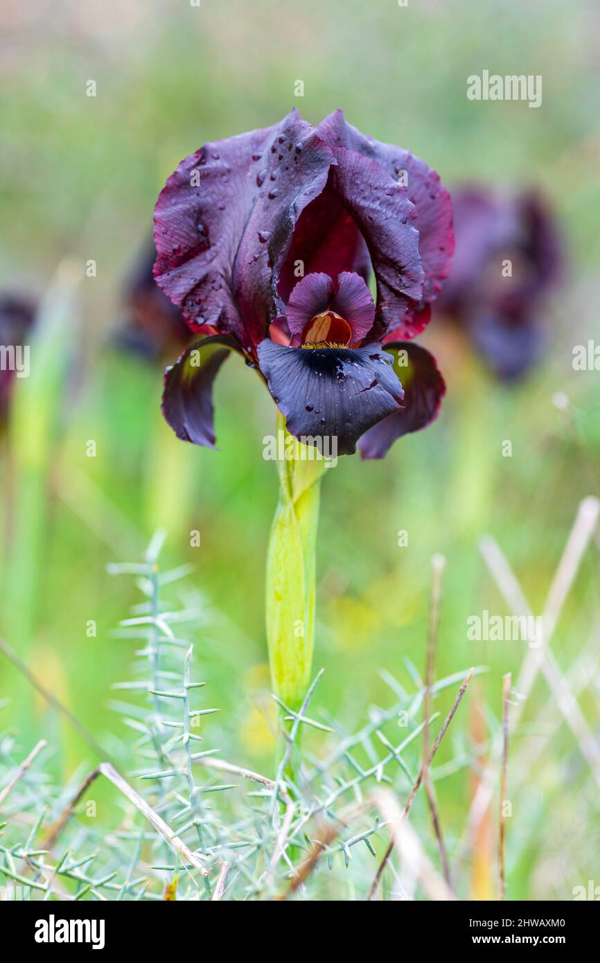 Fleur de l'iris violet sauvage gros plan sur un arrière-plan flou. Mise au point sélective Banque D'Images