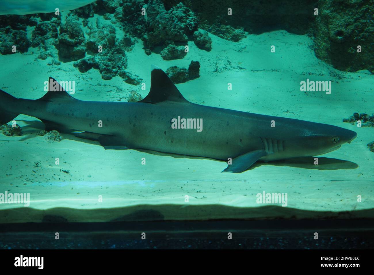 Poissons d'aquarium. Requin dans l'aquarium. Gros plan. Banque D'Images