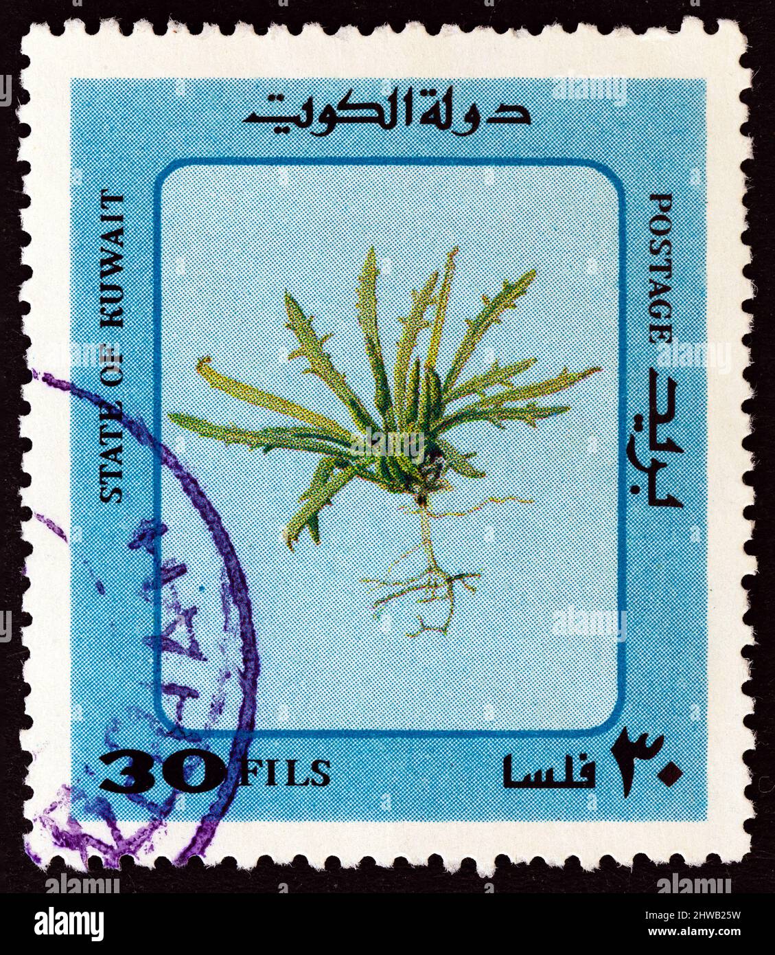 KOWEÏT - VERS 1983 : un timbre imprimé au Koweït à partir du numéro « plantes désertes » montre Desert Plant, vers 1983. Banque D'Images