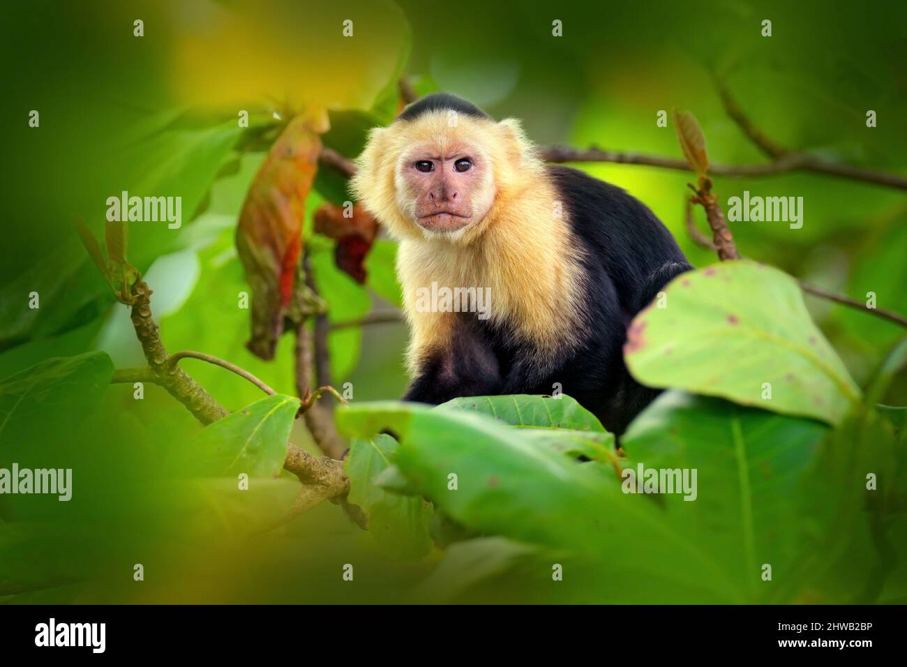 Costa Rica faune. Capuchin à tête blanche, singe noir assis et secouer son poing sur une branche d'arbre dans la forêt tropicale sombre. Faune de Costa RI Banque D'Images