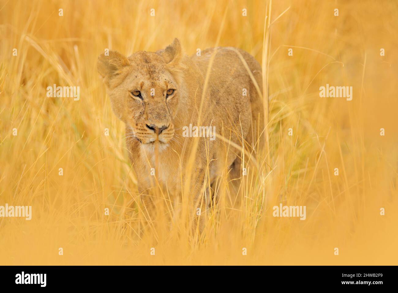 Lion dans le delta d'Okavango, Botswana. Safari en Afrique. Lion africain marchant dans l'herbe, avec belle lumière du soir. Scène sauvage de la nature. Anima Banque D'Images