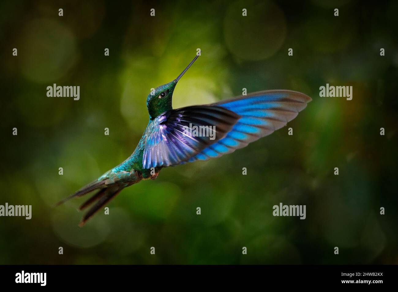 Faune tropicale. Grand saphirewing, Pterophanes cyanopterus, grand colibri bleu à fleur rouge, Yanacocha, Pichincha en Equateur. Deux oiseaux sucer Banque D'Images