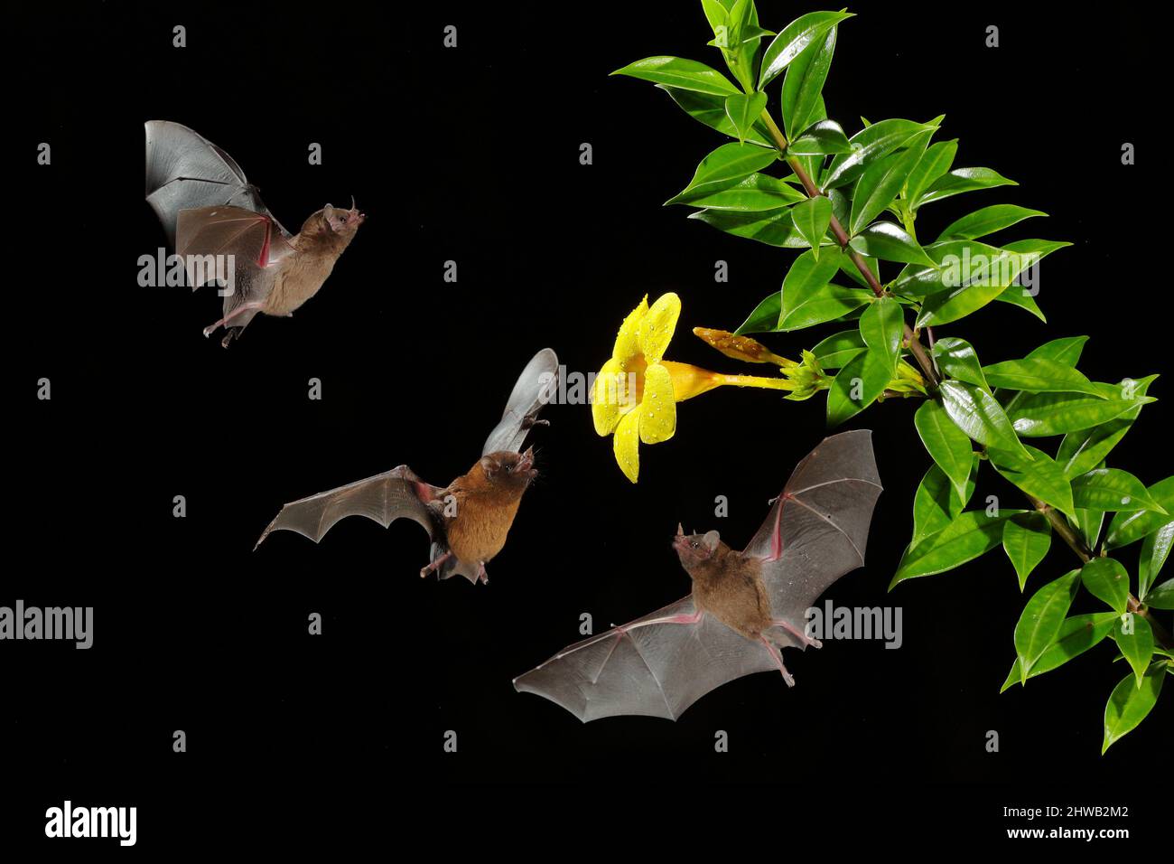 Groupe bat. Chauve-souris à nectar orange, Lonchophylla robusta, chauve-souris volante la nuit sombre. Animal nocturne en vol avec fleur fourrager jaune. Faune et flore Banque D'Images