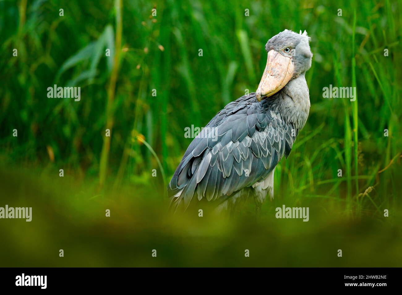 Shoebill, Balaeniceps rex, caché dans la végétation verte. Portrait d'un grand oiseau à bec, Ouganda. Observation des oiseaux en Afrique. Banque D'Images