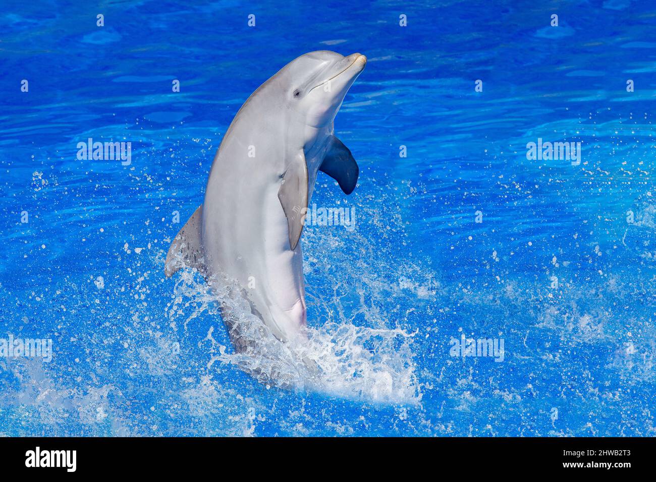Vague océanique avec animal. Dauphin à gros nez, Tursiops truncatus, dans l'eau bleue. Scène d'action de la faune de l'océan Dolphin saut de la mer. Amusant Banque D'Images
