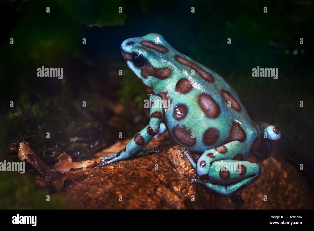 Dendrobates auratus 'Microspot', dans l'habitat naturel. Grenouille de poison noir vert, magnifique grenouille de moufle de la forêt tropicale de Cocé, Panama tropique wi Banque D'Images