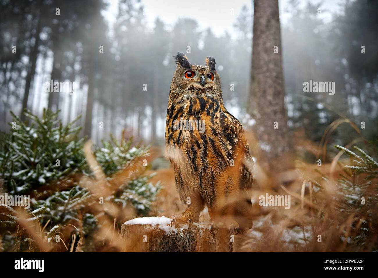 Hibou dans la forêt. Hibou de l'aigle eurasien avec de la neige dans le bois pendant l'hiver froid. Oiseau sauvage dans l'habitat, grand angle. Oiseau dans la nature, faune Allemagne Banque D'Images