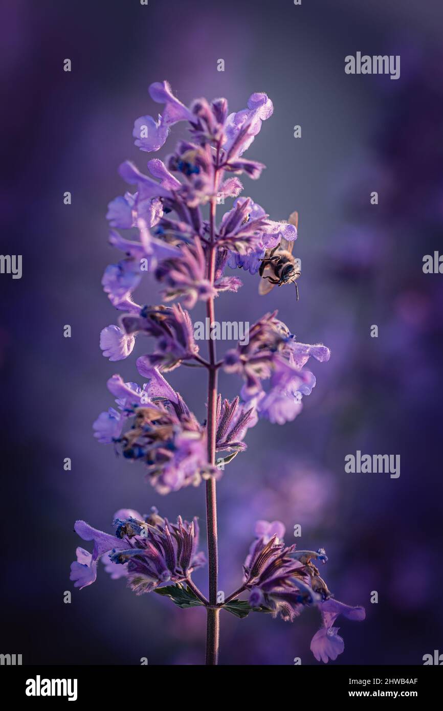 Kwiaty Polski Banque D'Images