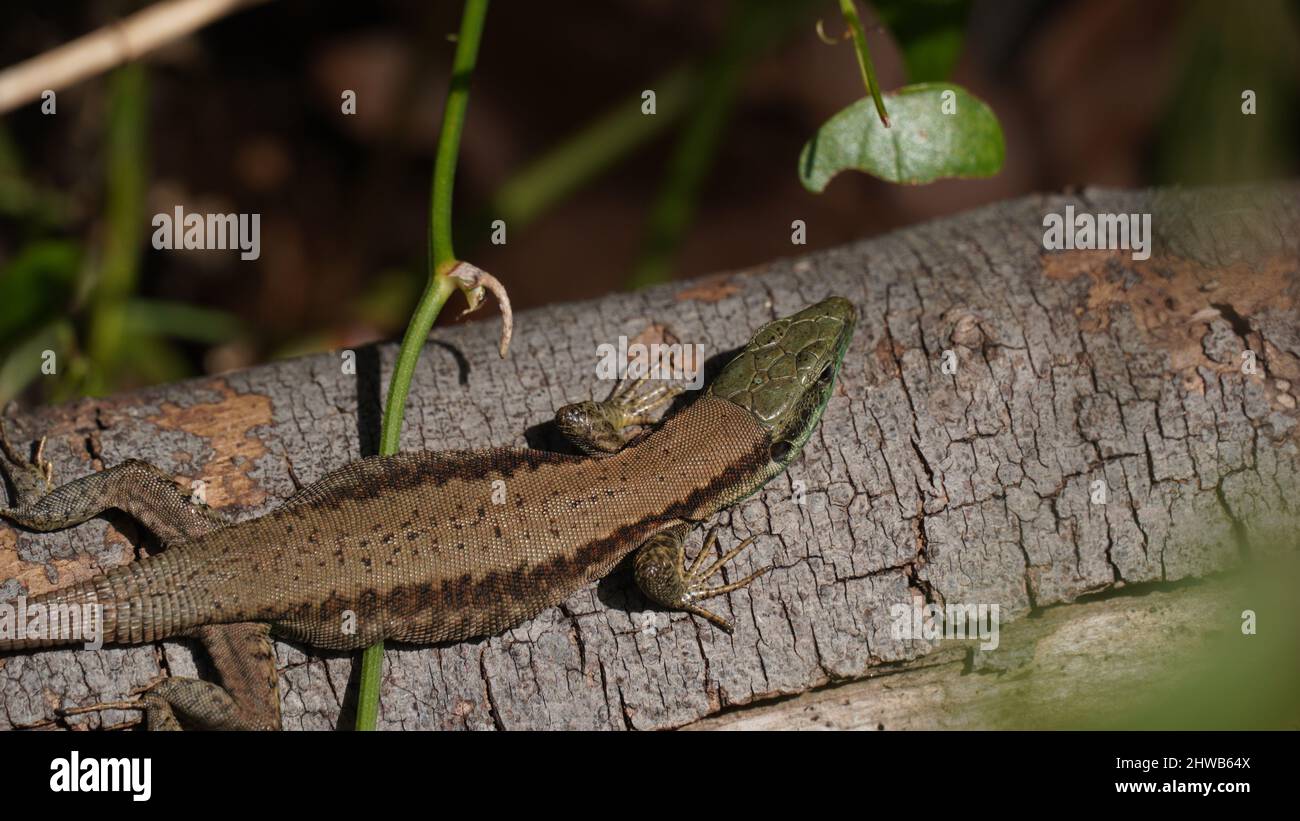 Le lézard libanais, Phoenicolacerta laevis, est une espèce de lézard de la famille des Lacertidae. Il se trouve en Israël, au Liban Banque D'Images