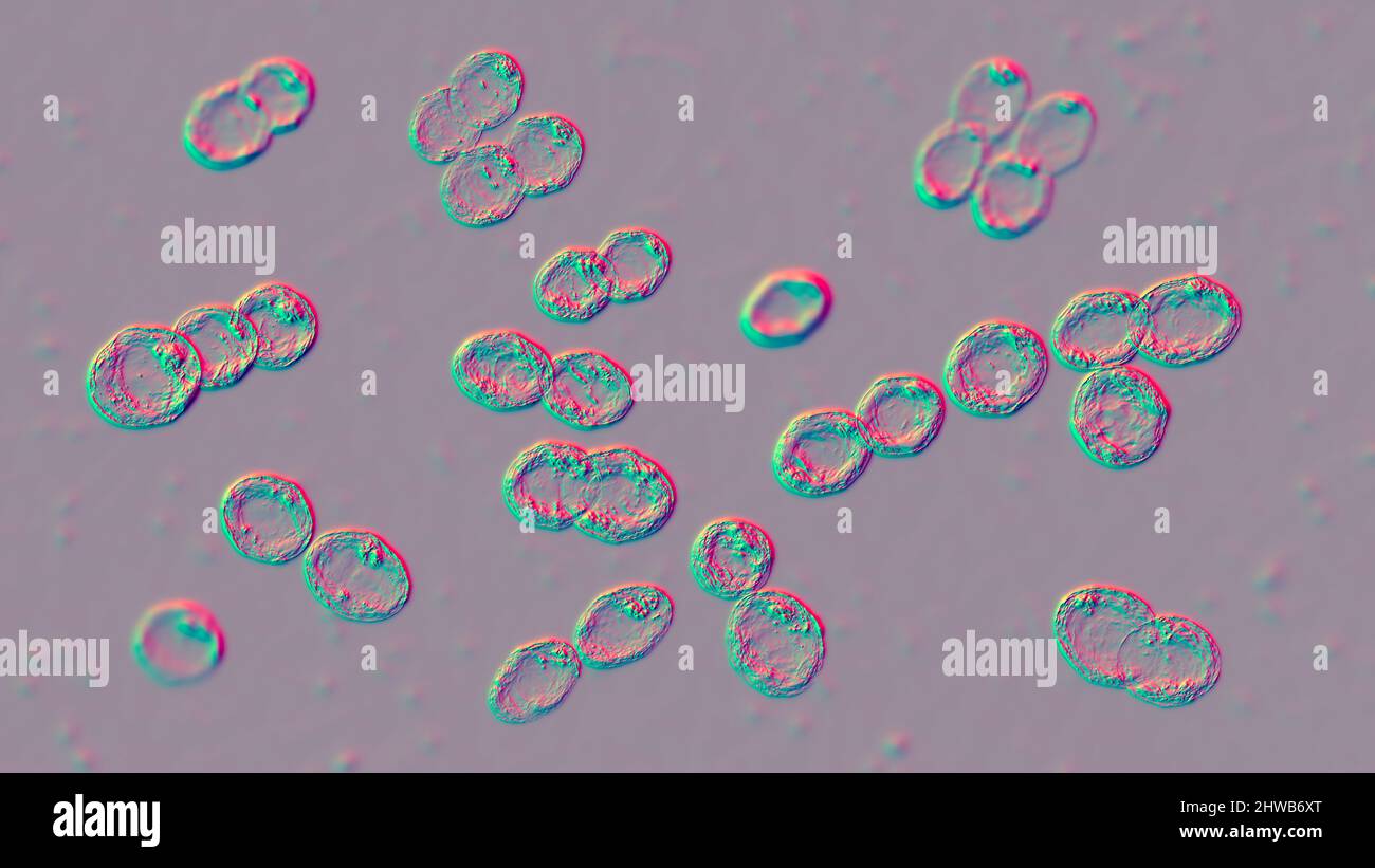 Lactococcus Plate Lactococcus lactis Banque de photographies et d’images à haute ...