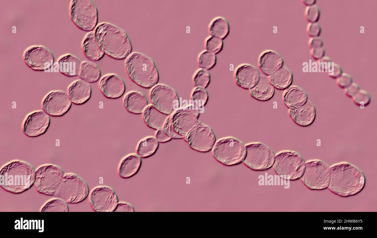 Bactéries Leuconostoc, illustration Banque D'Images