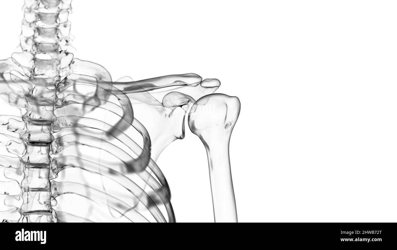 Muscle Qui Donne L Aspect Arrondi De L Epaule Processus coracoïde Banque d'images noir et blanc - Alamy