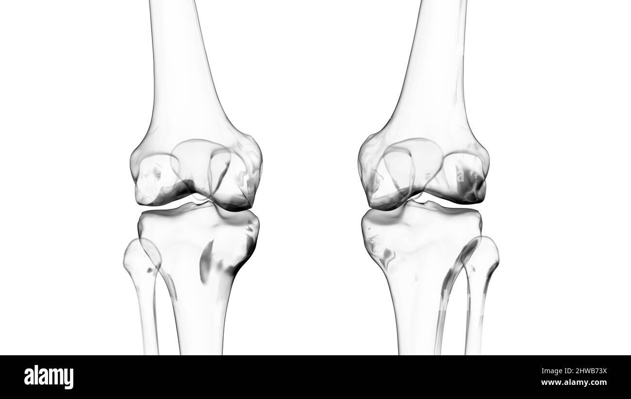 Articulations des genoux, illustration Banque D'Images