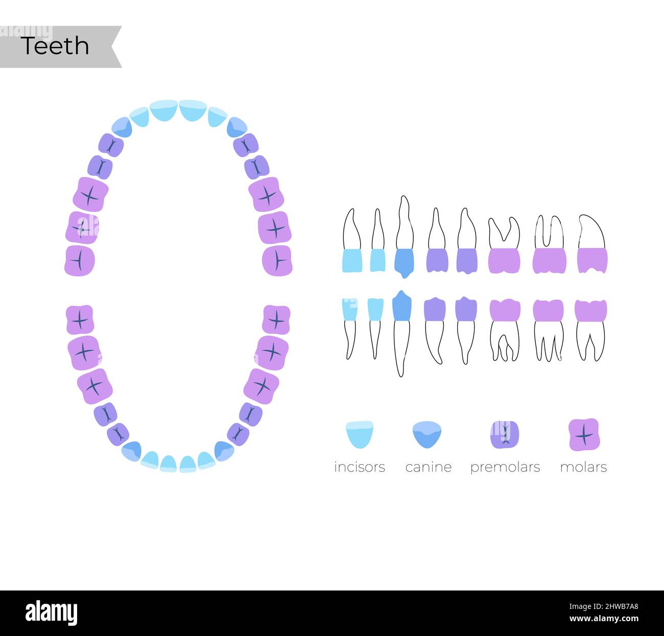 Types de dents humaines, illustration Banque D'Images