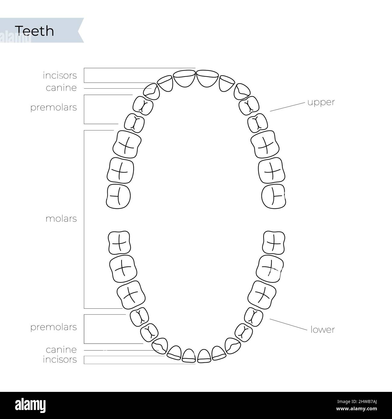 Dents humaines supérieure et inférieure, illustration Banque D'Images