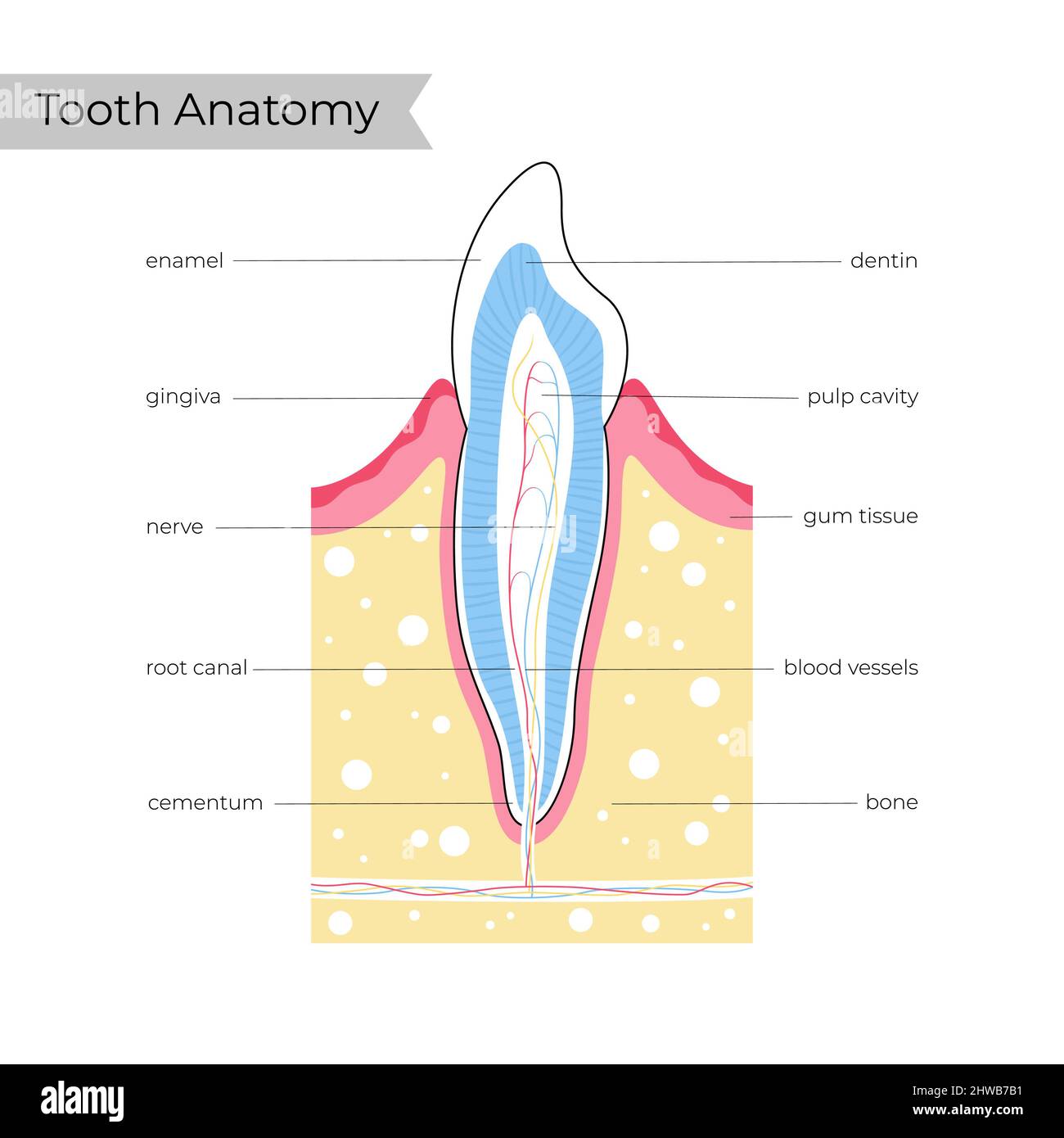 Anatomie des dents humaines, illustration Banque D'Images