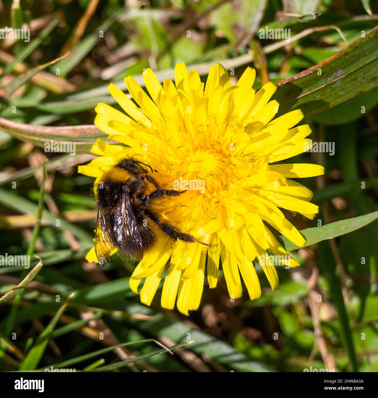 Bumble abeille se nourrissant sur la fleur de pissenlit Banque D'Images