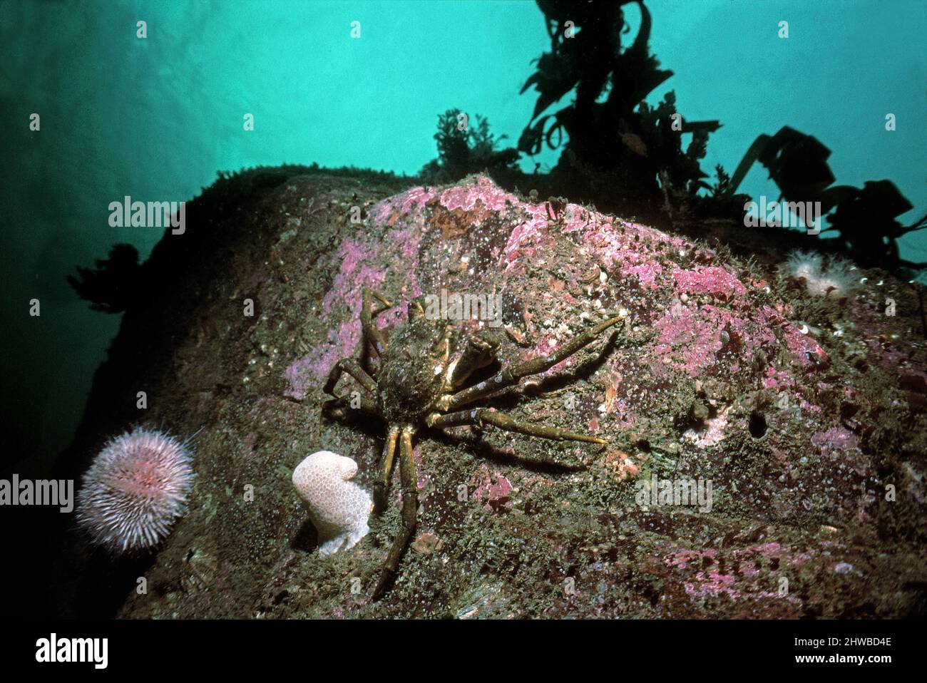 Grand crabe araignée (Hyas araneus) escalade d'une roche près de la surface, Royaume-Uni. Banque D'Images