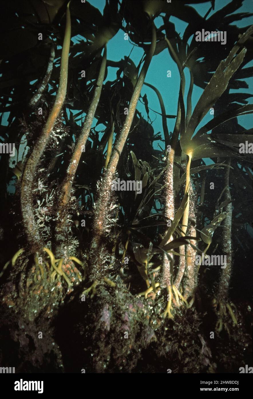 Forêt de varech (Laminaria hyperborea) sous-marine, Royaume-Uni. Banque D'Images