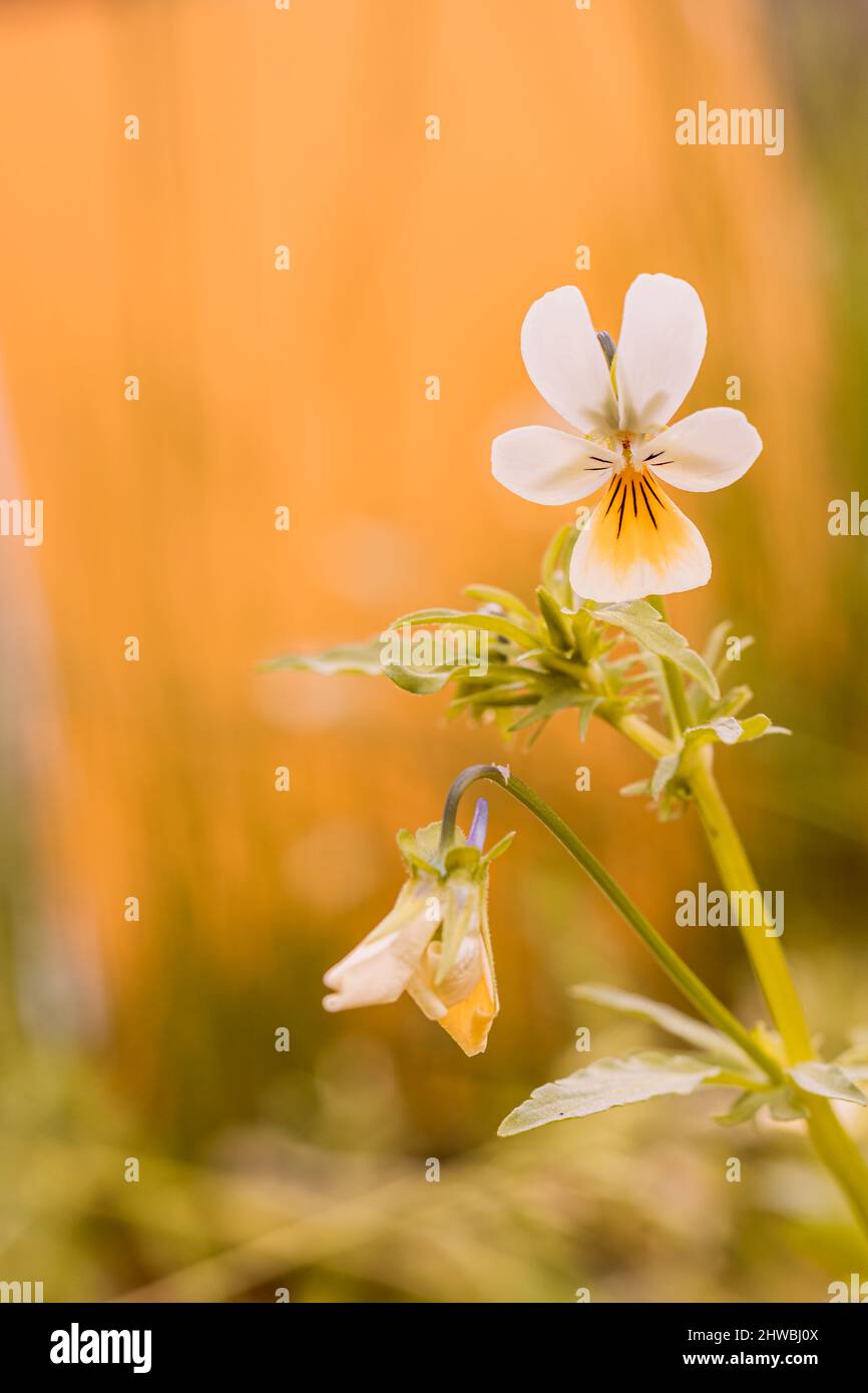 Kwiaty Polski Banque D'Images