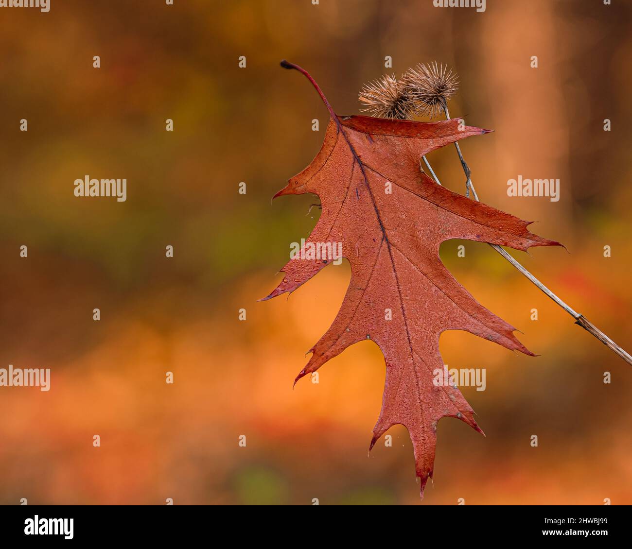 Kwiaty Polski Banque D'Images